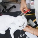 dog조아 이미지