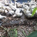 유황오리 이미지