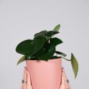 페페로미아 이미지