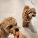 멍그니엘 애견호텔 수원점 | 멍그니엘애견호텔서울강동점 _호텔링후기