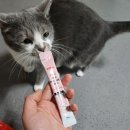 엣츠 마싯츄 리포좀 솔직 후기 / 내돈내산 고양이 영양제