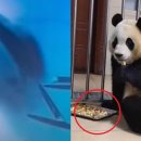 데굴데굴 이미지