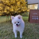 따라 애견학교 | [강아지 MBTI 검사] 문제행동 심리분석&amp;양육가이드 프래들 애견학교