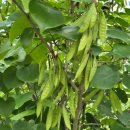 개왕마마 이미지