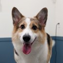 펫피파니 이미지