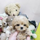 플레이독 이미지