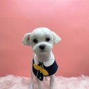 아임그루머 이미지