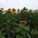 하모리-15 이미지