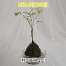 다이소 남천점 | 공기정화식물이지만 인테리어효과까지 남천나무이끼볼 구입후기