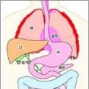 장부학 - 장부(臟腑)의 기능 이미지