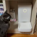 우리고양이 | 왓도그캣 체험단 후기 | 사료 빼먹던 우리 고양이 때문에 바꾼 자동급식기, 바램펫 밀리 사용기