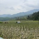 맨션애플트리 이미지