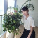 애니원플러스 이미지