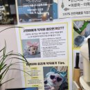 야옹아 놀자 포항점 네이버블로그