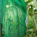 ♧복수박♧ 이미지