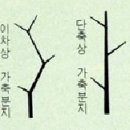 2. 수형(樹型)에 영향을 미치는 요인들 1) 유전적 요인 이미지