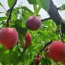 대석농장 이미지