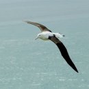 알바트로스 이미지