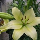 나리반점 이미지