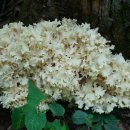 전북산림환경연구소(산림청) 이미지
