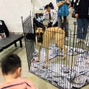 ㈜대경사료 | [14회 대구펫쇼] 제 14회 대구펫쇼 후기