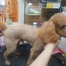 소중한 개 이미지