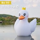 백조미디어 | 천안 성성호수공원 백조 부성이 전시 중