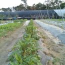 만춘농장 Daum카페
