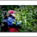 정환농장 이미지