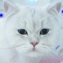 용인고양이무마취미용 쏘캣 미용후기 :) [용인/기흥/죽전/수지]