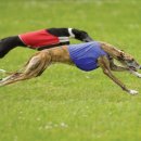 브리더독 이미지