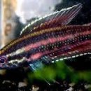 구라미농장 이미지