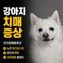 인지건강(치미예방) | 강아지 치매 증상, 인지장애증후군 노견 체크리스트 및 원인과 예방 대처방법