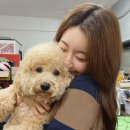 러블리 강아지 이미지