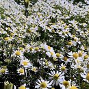 새생명한의원 | 삭신 쑤실 땐 바로 여기! 강북안정한의원 다녀온 찐후기