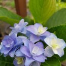 유미패션 이미지