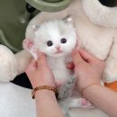광주강아지분양 고양이분양 미유펫 본점 이미지