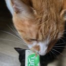 얌스 | 고양이도 반한 가성비 간식! 칼마 얌스츄르 황태 36개 솔직 후기