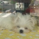 탑애견 강아지 고양이 대전점 이미지