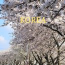 해미천 | 충남 서산 가볼만한 곳 해미천 벚꽃과 겹벚꽃 명소