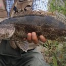 황쏘가리 이미지