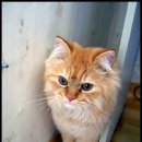 냥이네 이미지