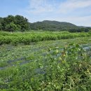 농업회사법인 (주)시그널케어 이미지