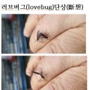 러브버그(lovebug)단상(斷想) 이미지