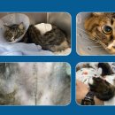 로얄동물외과수술센터 이미지