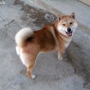 심바는 크리스마스 이미지