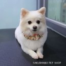 사쿠란보애견샵 부산대점 이미지