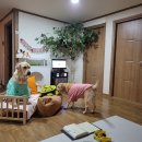 행복 애견방 네이버블로그