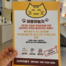 야옹아놀자 이미지