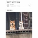 애가 이미지